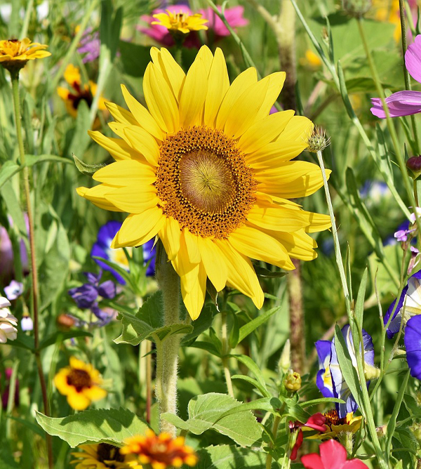 h2fiber blomsterang Kvinna ligger i sängen med huvudet på kudden